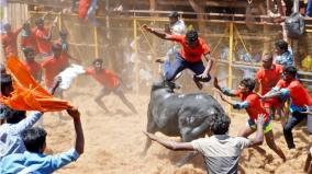 40-injured-as-bulls-hit-cowboys-at-kosavapatti-jallikkat