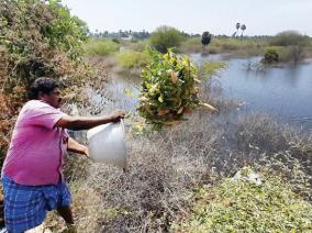 radish-fed-to-fish-due-to-low-prices-near-pochampally-benefit-to-fish-farmers-in-lakes-and-ponds