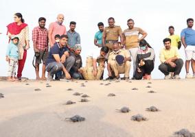 cuddlore-forest-department-900-olive-ridley-turtle-chicks-released-into-the-sea