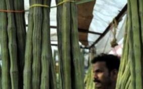 dindigal-drum-stick-price-decrease-farmers-suffer