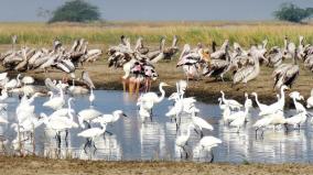 tamil-nadu-masai-mara