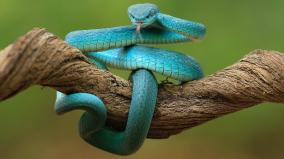 good-snake-26-who-protects-snakes