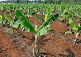 tamil-nadu-agriculture-budget-2022-23-drip-irrigation-project-to-be-implemented-at-a-cost-of-rs-960-crores