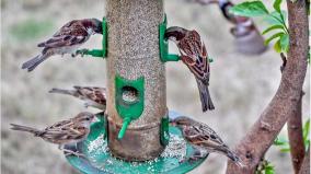 today-international-sparrow-day
