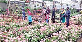 summer-season-at-karnataka-horticultural-park-80-000-flowering-plants-planted-in-udagai