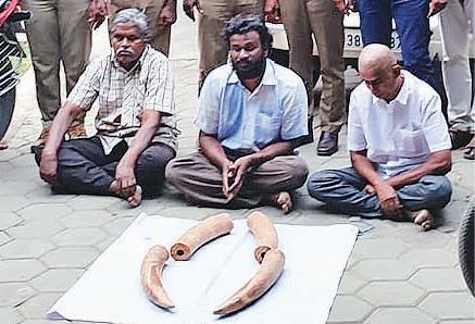 Three arrested for trying to sell ivory for Rs 80 lakh in Tiruppur