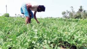 impact-of-climate-change-on-watermelon-yield-near-keerapalayam-farmers-concerned