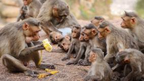 do-not-feed-monkeys-on-valparai-road-forest-department-warns-tourists