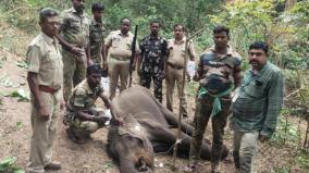 female-elephant-dies-of-malnutrition-kovai