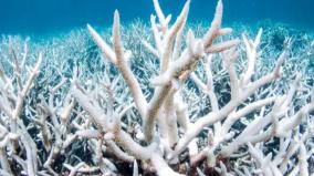 great-barrier-reef-australia-confirms-new-mass-bleaching-event