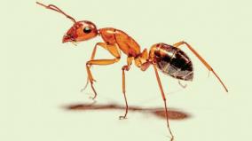 ants-are-enough-to-diagnose-cancer