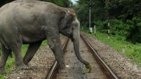 stop-elephant-death-on-train-accident-judge-inspection-on-spot