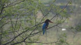 phase-2-bird-survey-in-hosur-forest-reserve-foresters-identify-and-register-200-species-of-birds