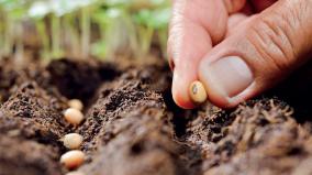ask-ding-why-are-seeds-not-damaged-by-bacteria