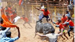 government-informed-in-the-high-court-that-jallikkattu-is-not-allowed-in-villages-which-are-not-included-in-the-constitution