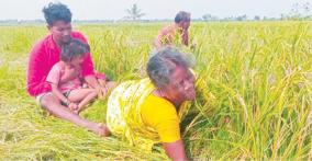 destruction-of-paddy-crops-ready-for-harvest