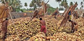 coconuts-sale-in-the-north
