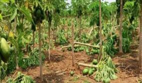 damage-to-papaya-and-banana-trees