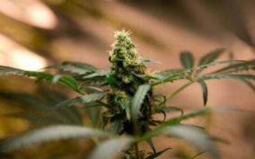 seizure-of-cannabis-plants