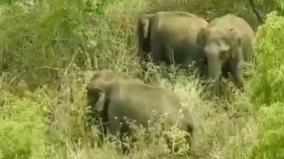 wild-elephants-roaming-in-arable-lands-in-kodaikanal