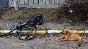 ukraine-s-hachiko-dog-refuses-to-leave-side-of-owner-s-body-in-kyiv