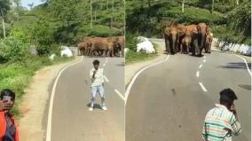 elephants-crossing-the-road-in-the-nilgiris-selfie-craze-of-young-people