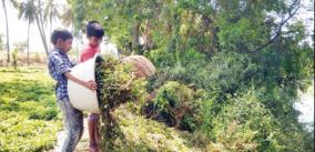 mint-prices-fall-on-shoolagiri-farmers-thrown-along-the-river