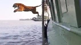 tiger-s-dramatic-jump-from-boat-during-release-in-sundarbans