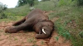 131-elephants-killed-in-tamil-nadu