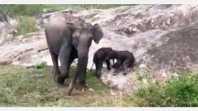 elephant-gave-birth-to-two-calves-in-the-bandipur