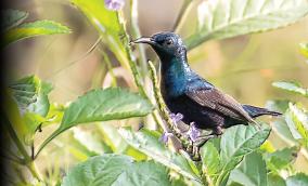 birds-paradise-chennai