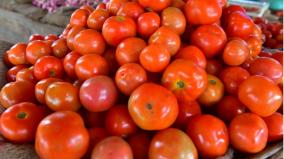 impact-of-tomato-cultivation-in-tamil-nadu-increase-in-imports-in-foreign-states-sale-at-rs-35-per-kg
