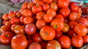 in-koyambedu-tomato-price-rises-to-rs-35
