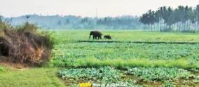 elephant-roaming-with-its-cub