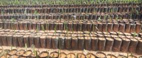 action-to-plant-55-000-palm-seedlings-in-krishnagiri-chipkot-industrial-estates