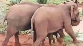a-herd-of-elephants-crossing-without-touching-the-electric-fence