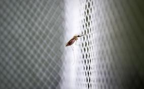 climate-change-has-a-major-impact-on-the-spread-of-malaria