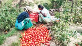 tomato-farmers-are-happy