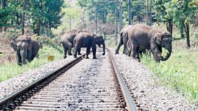 131-elephants-killed-in-tamil-nadu