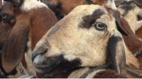 goats-for-sale-for-rs-10-crore