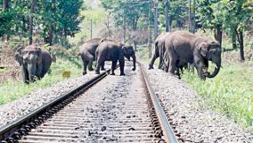 48-elephants-killed-in-train-accident-from-2019-to-till-now