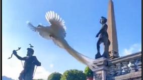 the-white-peacock-video-that-went-viral-on-the-internet