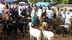 ramzan-annoor-week-market-goats-sale-at-least-rs-20-000