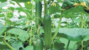 cucumber-cultivation