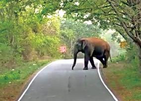 elephant-that-chased-the-government-bus