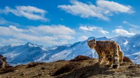 leading-snow-leopard-conservationist-charudutt-wins-whitley-gold-award