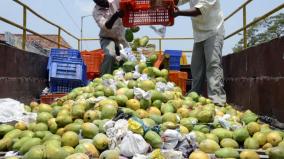guidelines-for-ripening-mangoes-should-be-announced-koyembedu-merchants