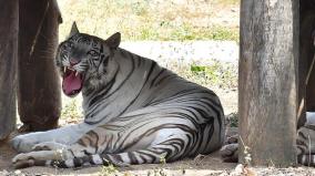 white-tiger-attacks-staff-at-vandalur-zoo