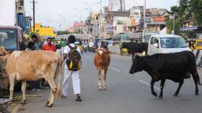 557-cows-roaming-on-the-road-owners-fined-rs-8-lakh