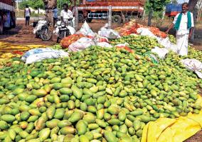 purchase-of-fallen-mangoes-at-rs-5-per-kg